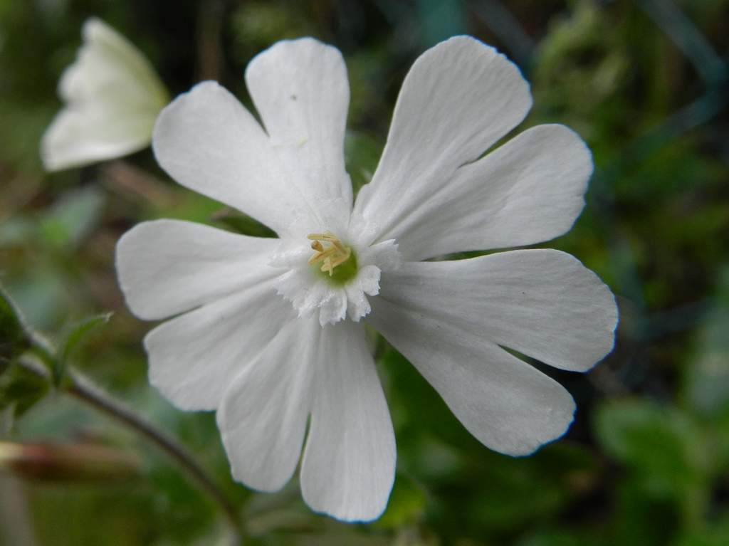 Silene latifolia subsp. alba
